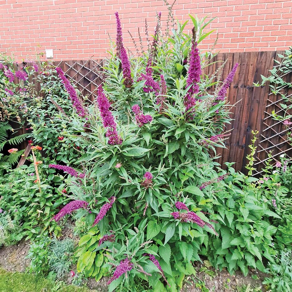Buddleja davidii 'Butterfly Tower' has narrowly cylindrical mauve-purple flowers that can reach 30cm on main spike - credit: all pictures: Genesis Plant Marketing